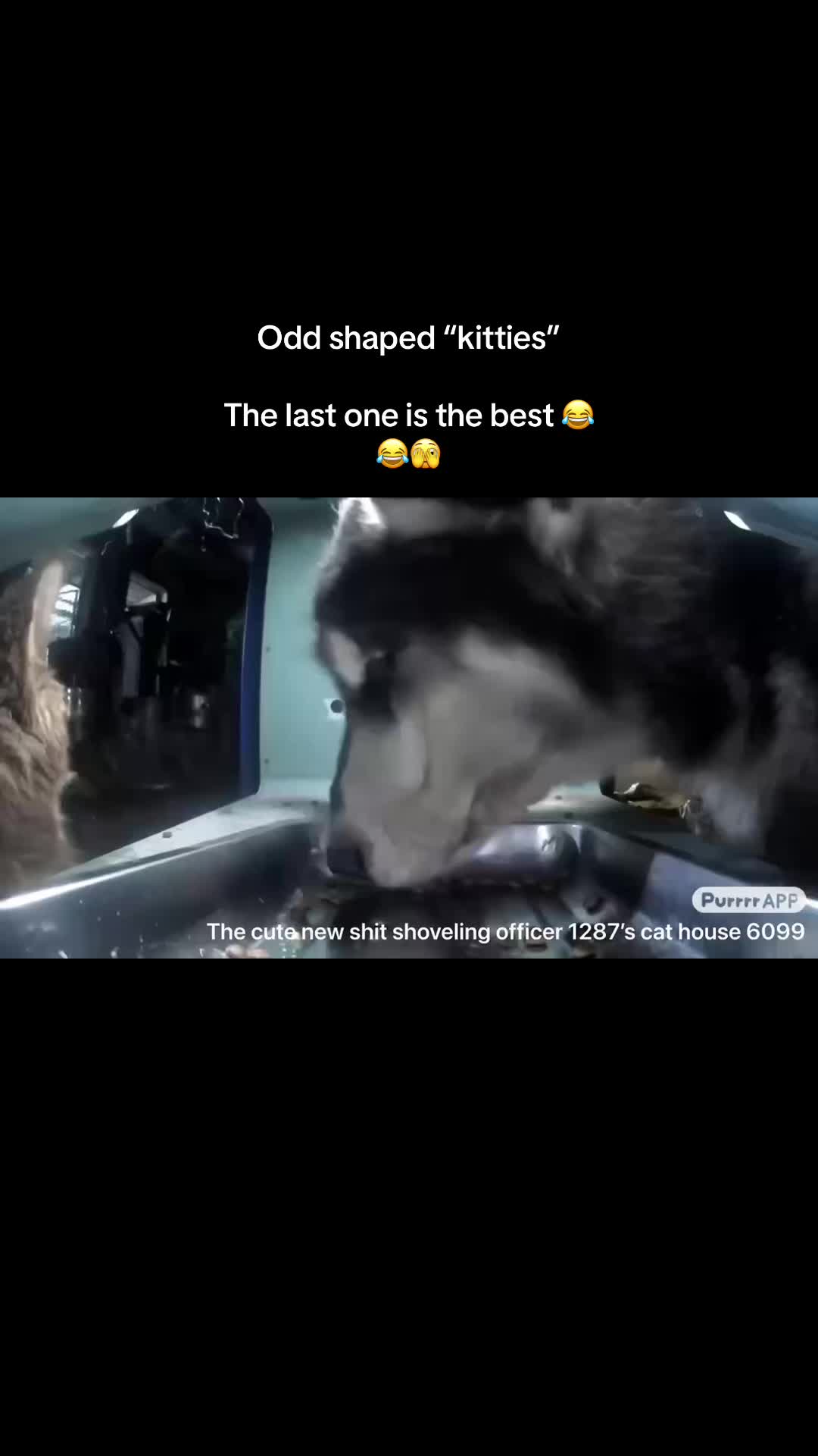 @broozedez0phogus