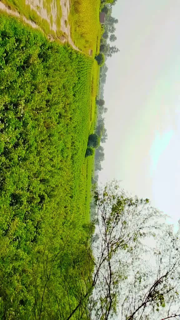 @M Shahbaz