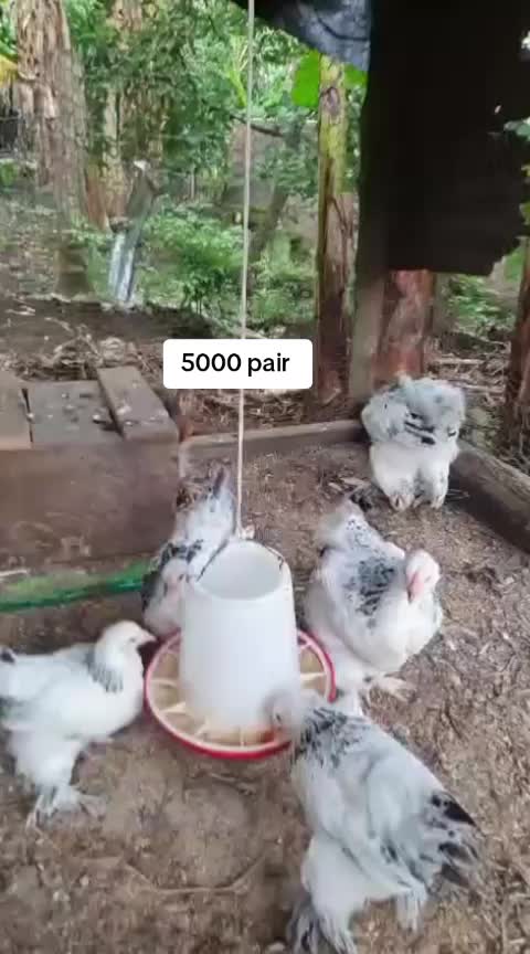 @SMART ORNAMENTAL FARM