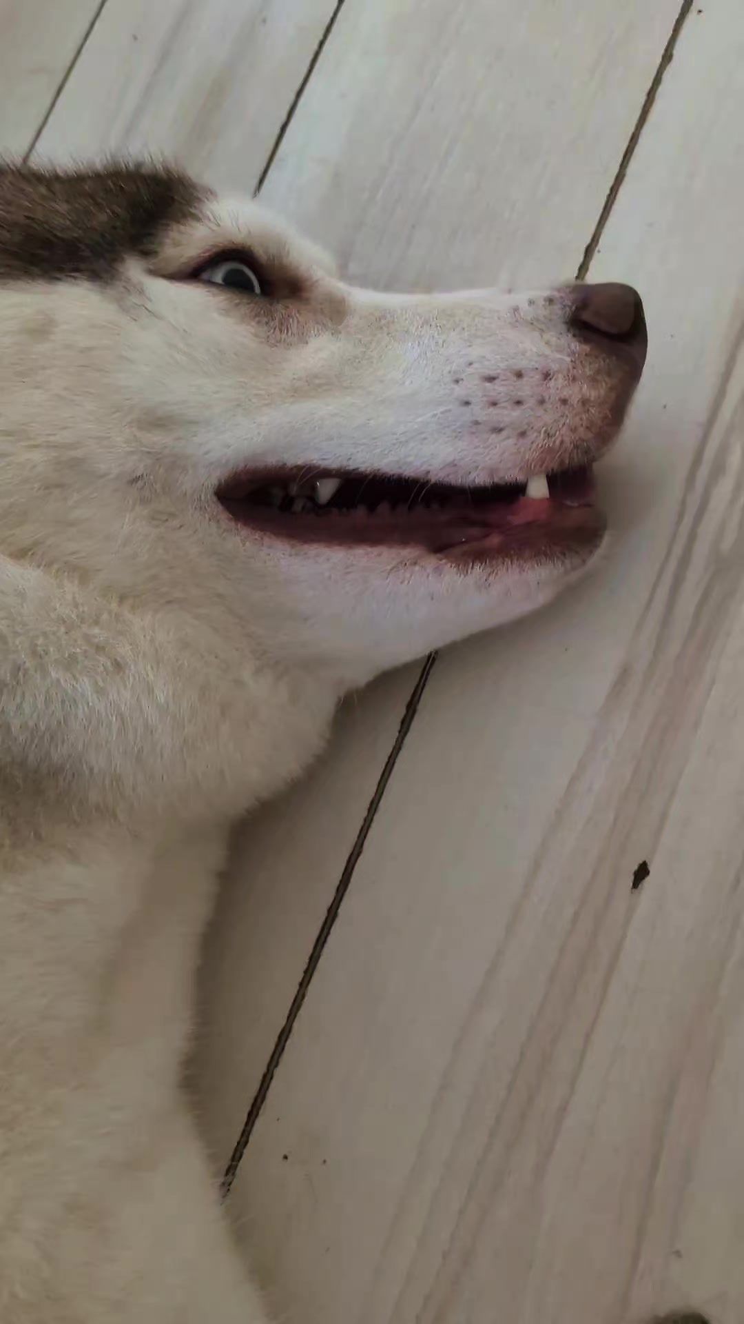 @大型犬3頭&小型老犬4頭多頭飼いの生活