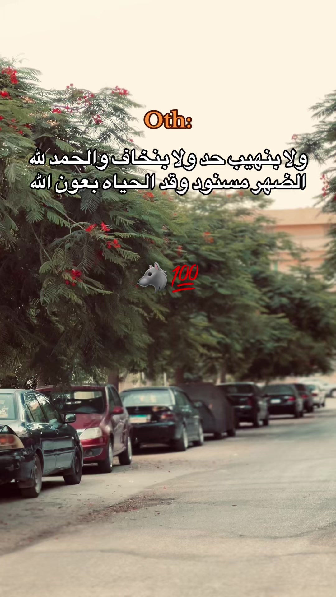 @🔁| يـسـن 🐺