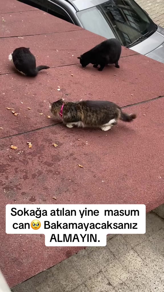 @MUSTAFA38