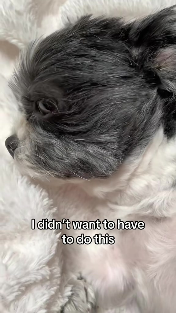 @LittleLuna.and.Lola
