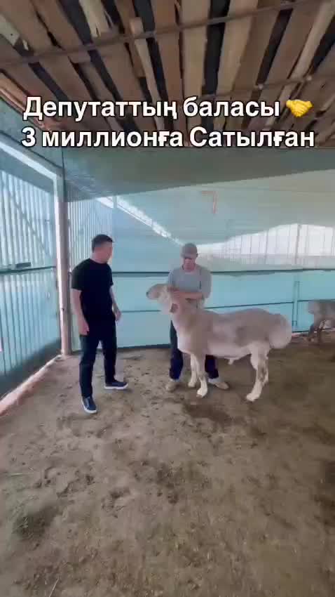 @Kuanysh Myktybaev