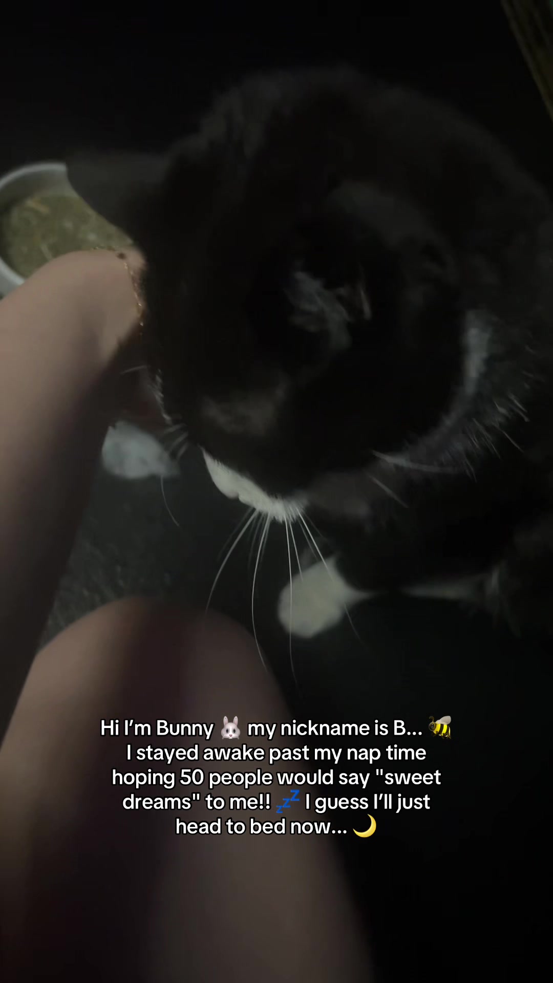 @Bunny
