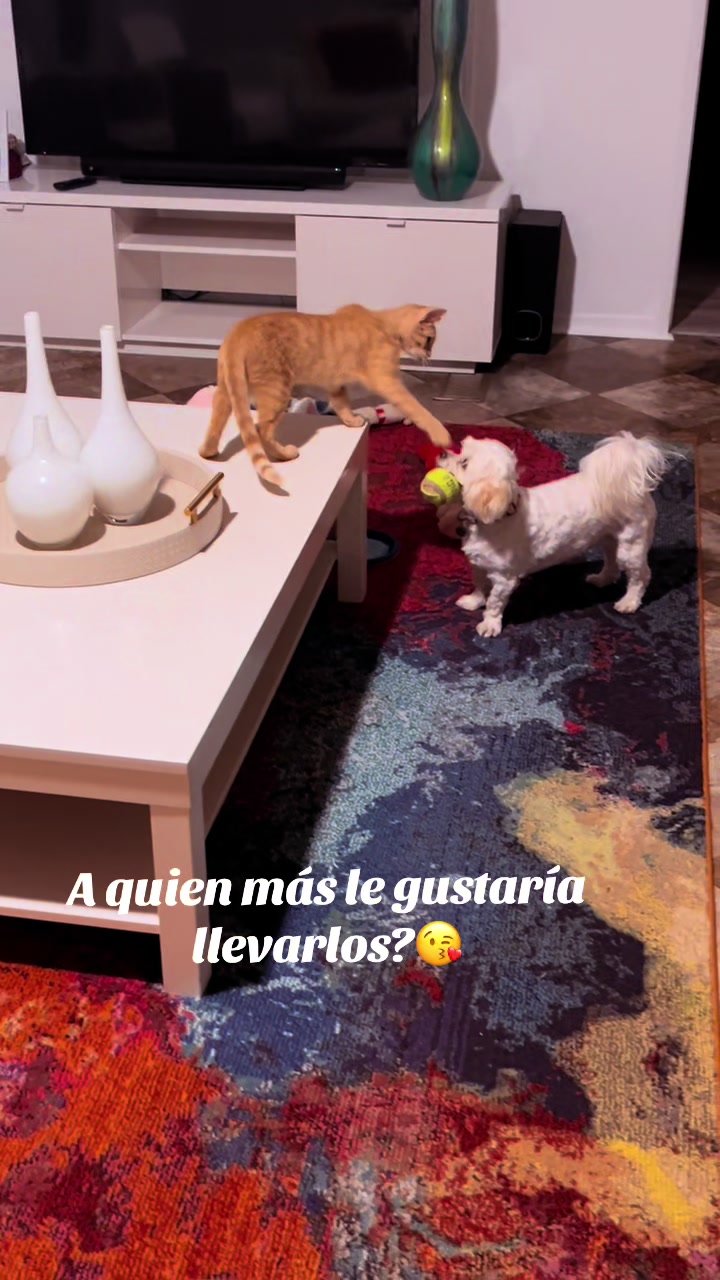 @AZUL🐶🥰