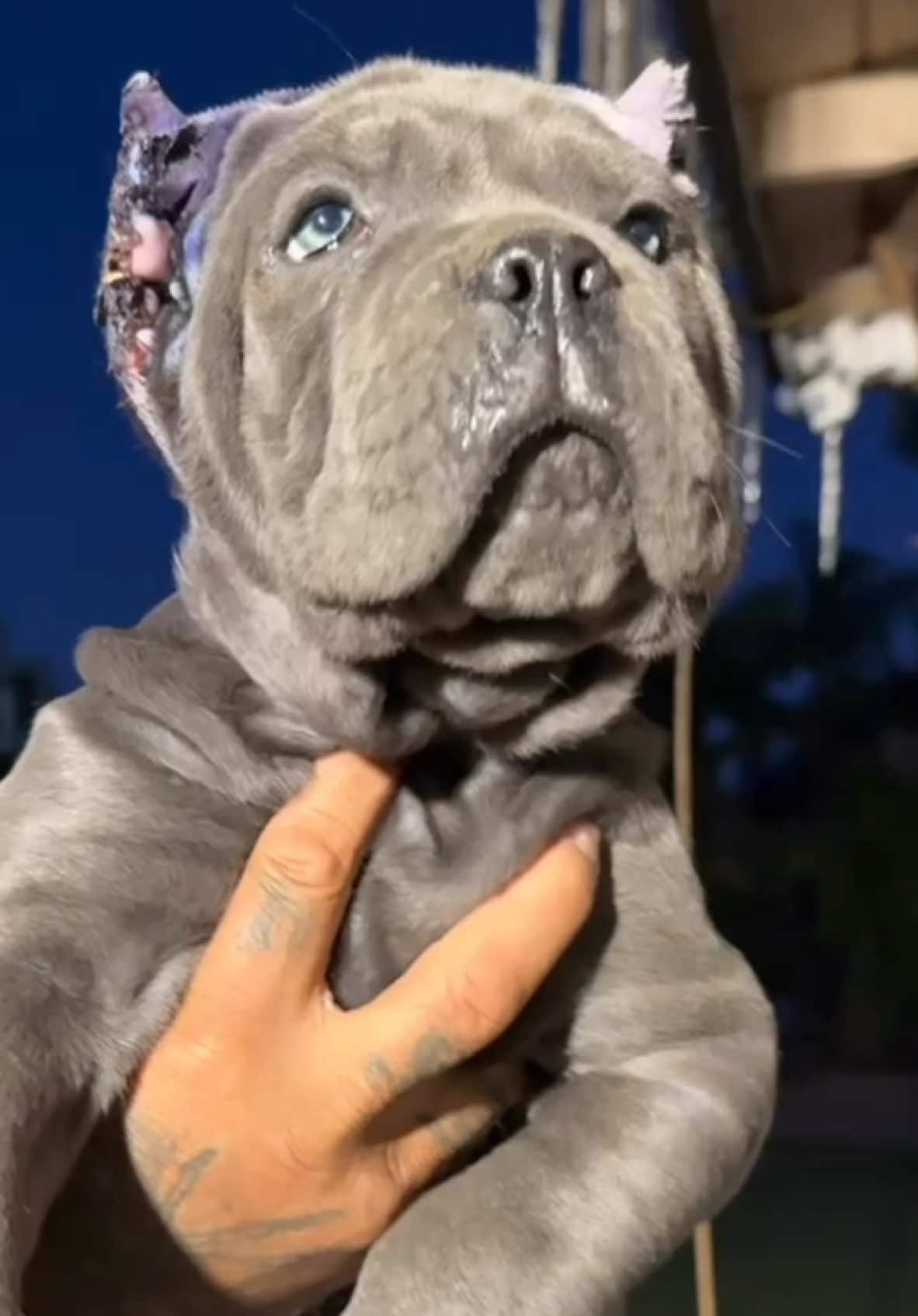 @noblepridecanecorso
