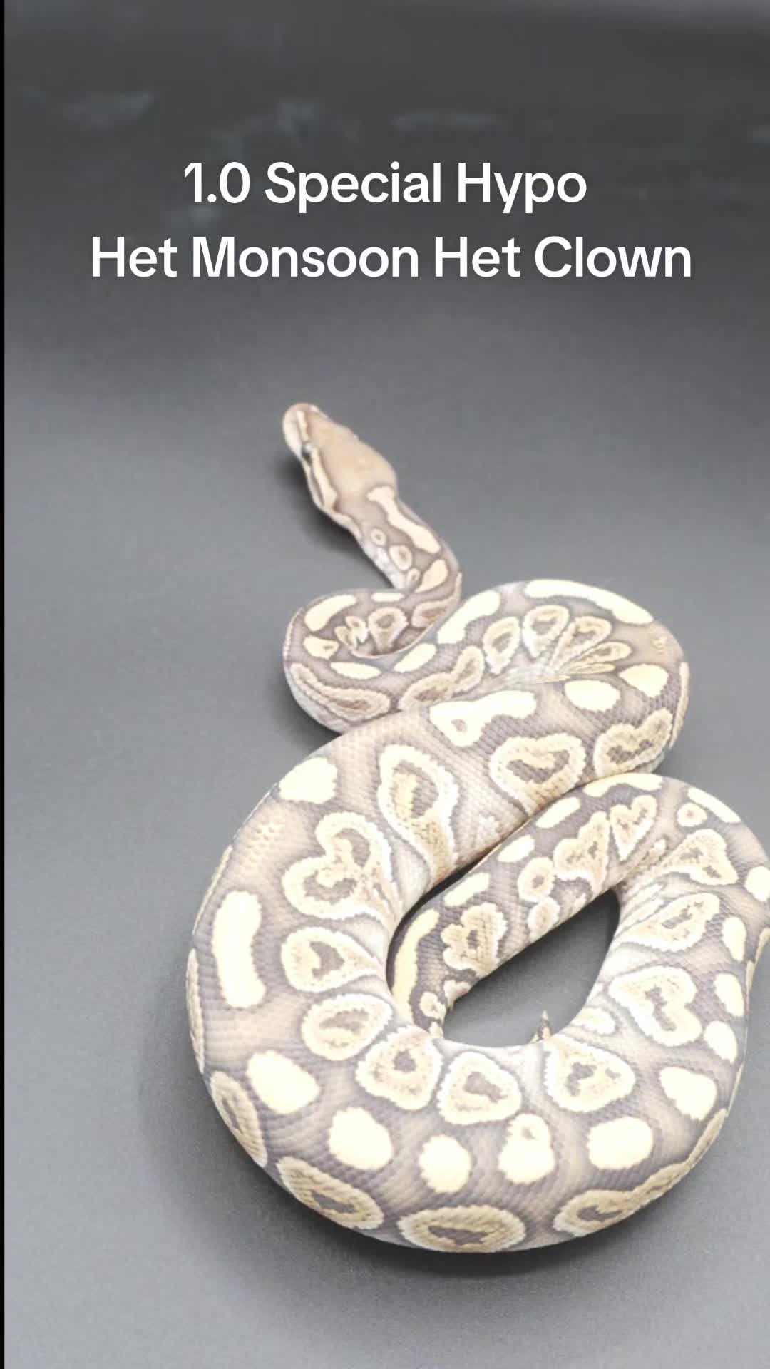 @Proxima Reptilis