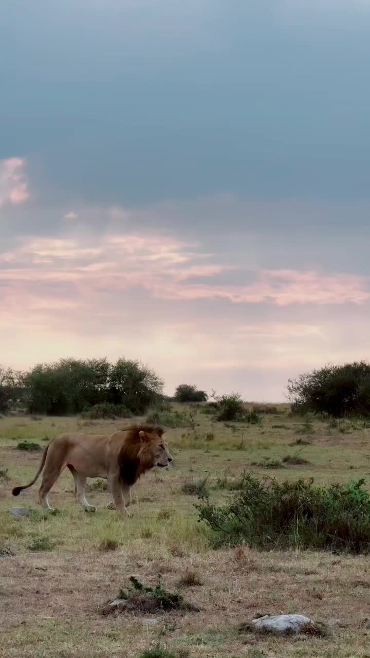 @Guzzicar🦁