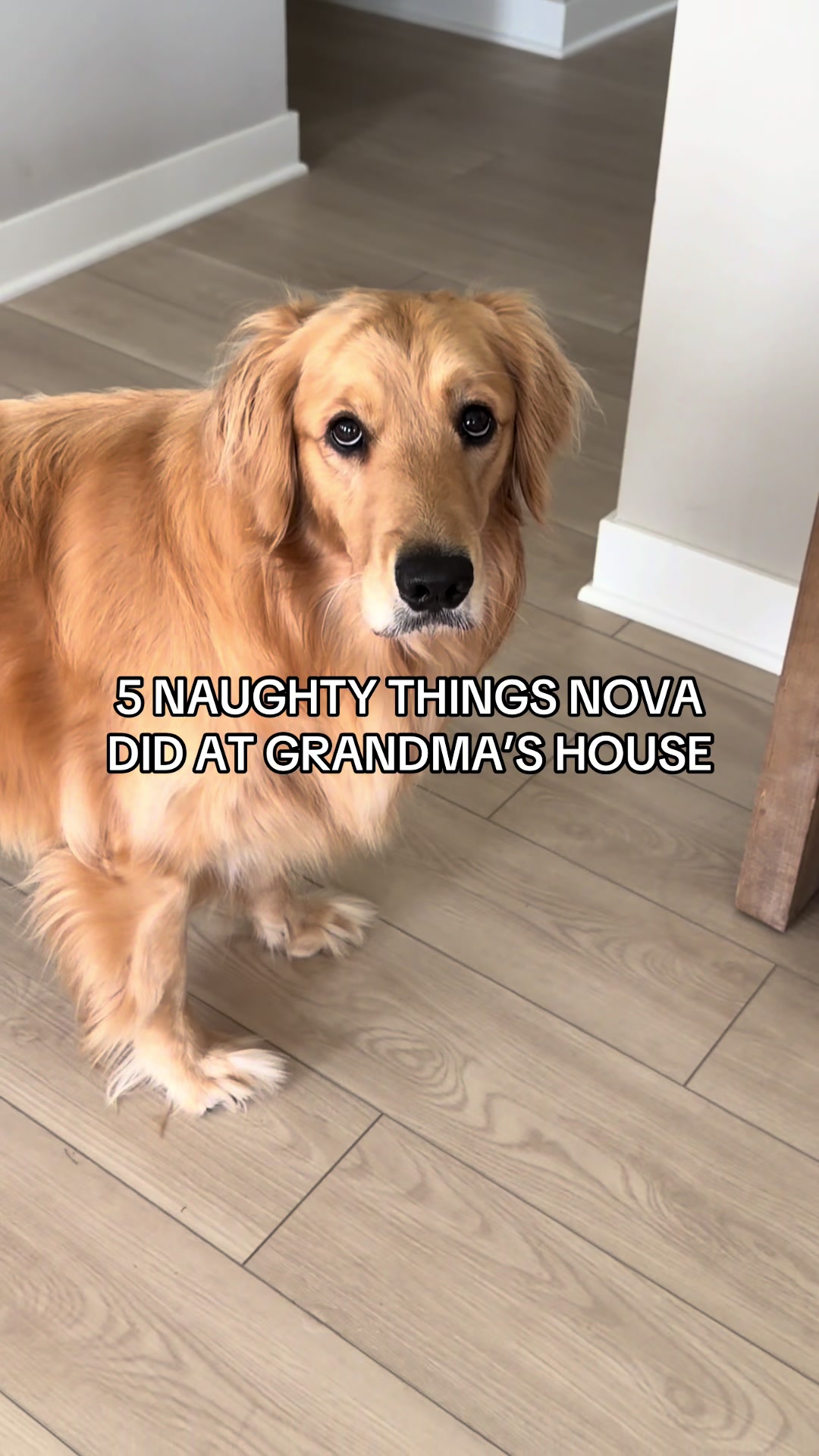 @novathegoldenn