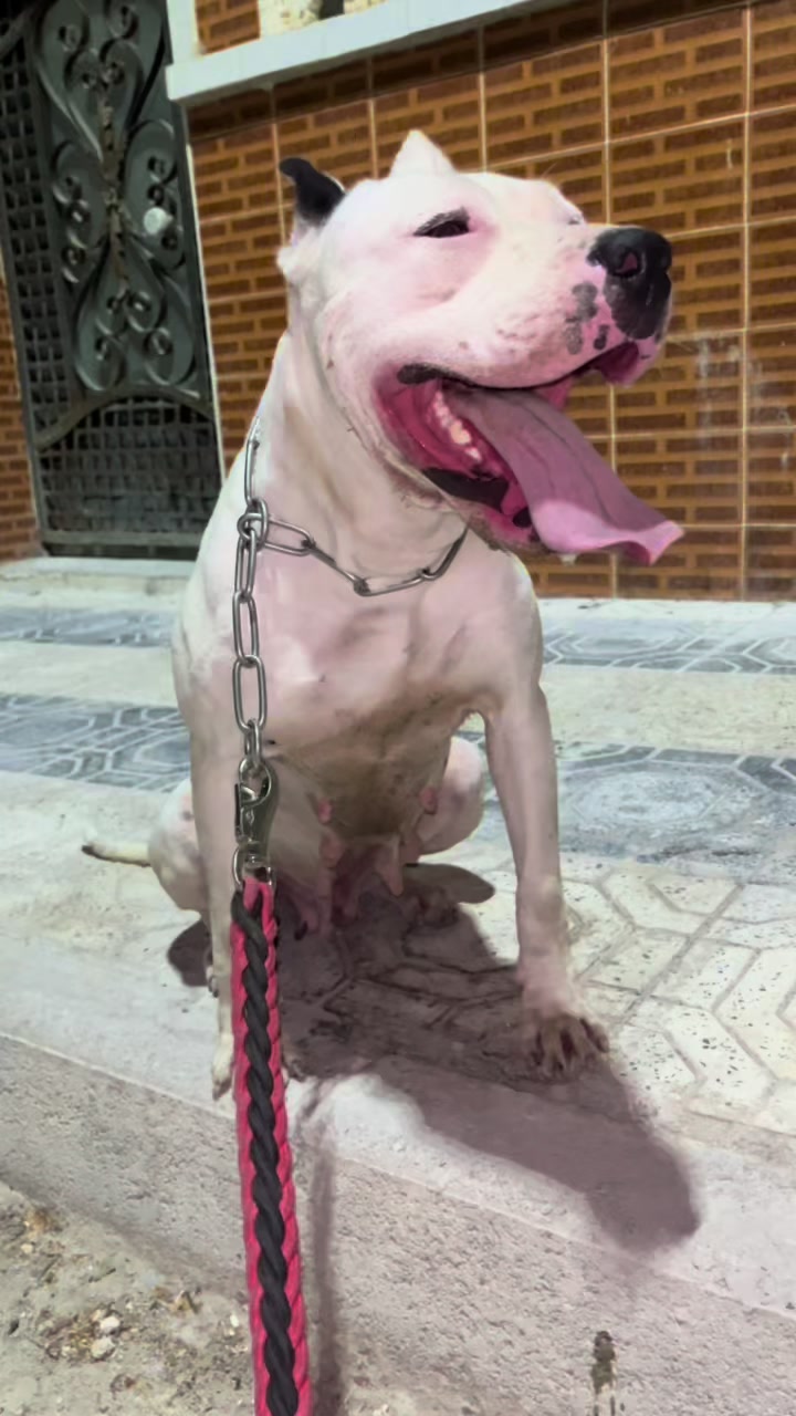 @DOGO ARGENTINO R.A.S๐ฆ๐ท๐ฅ