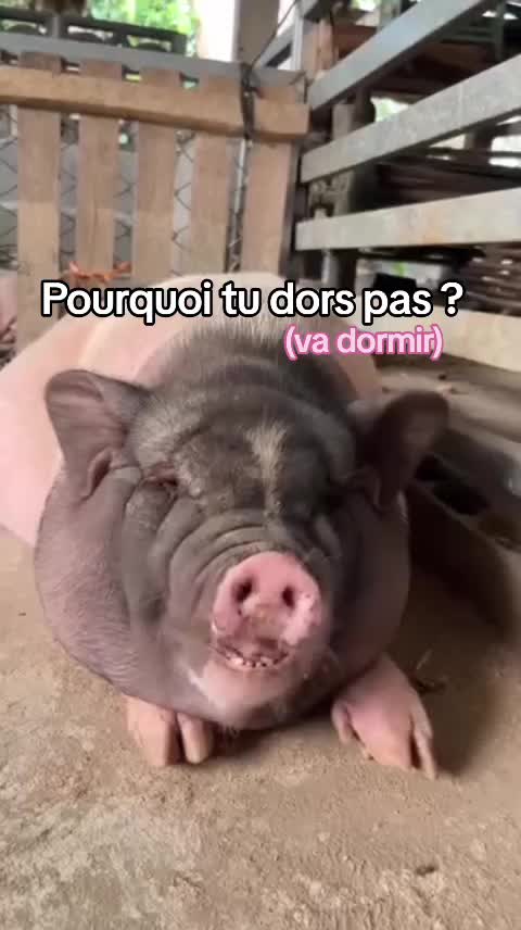 @FouRireAnimal
