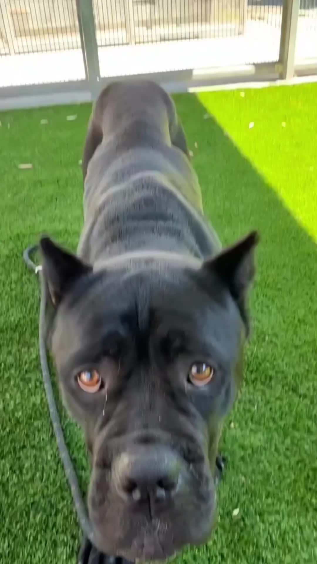 @Cane Corsos