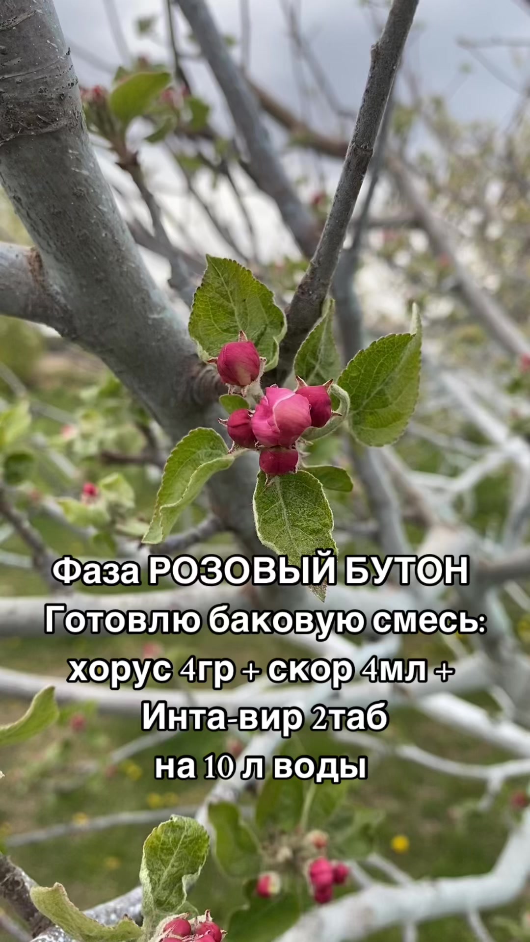 @сад🍏🍒🍇