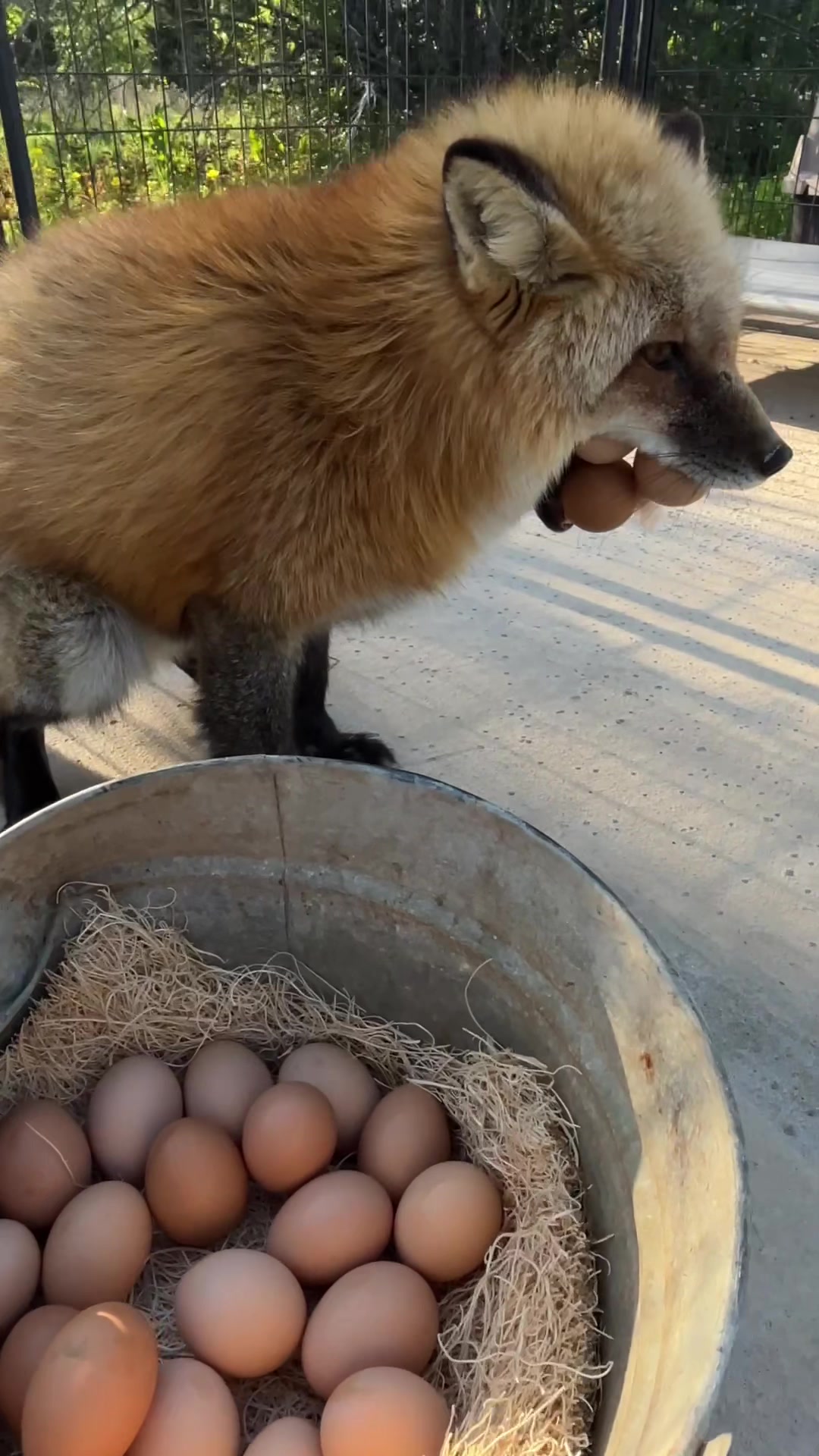 @Clevyr Creatures Fox Sanctuary