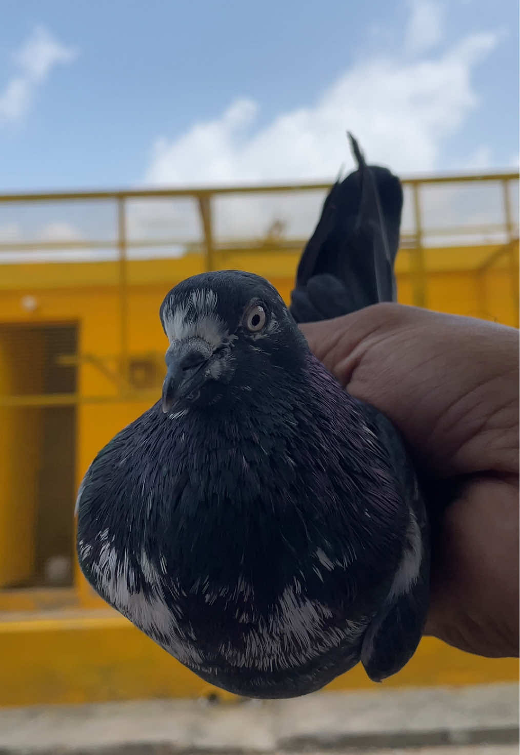 @sahibzada_zeshan_pigeons