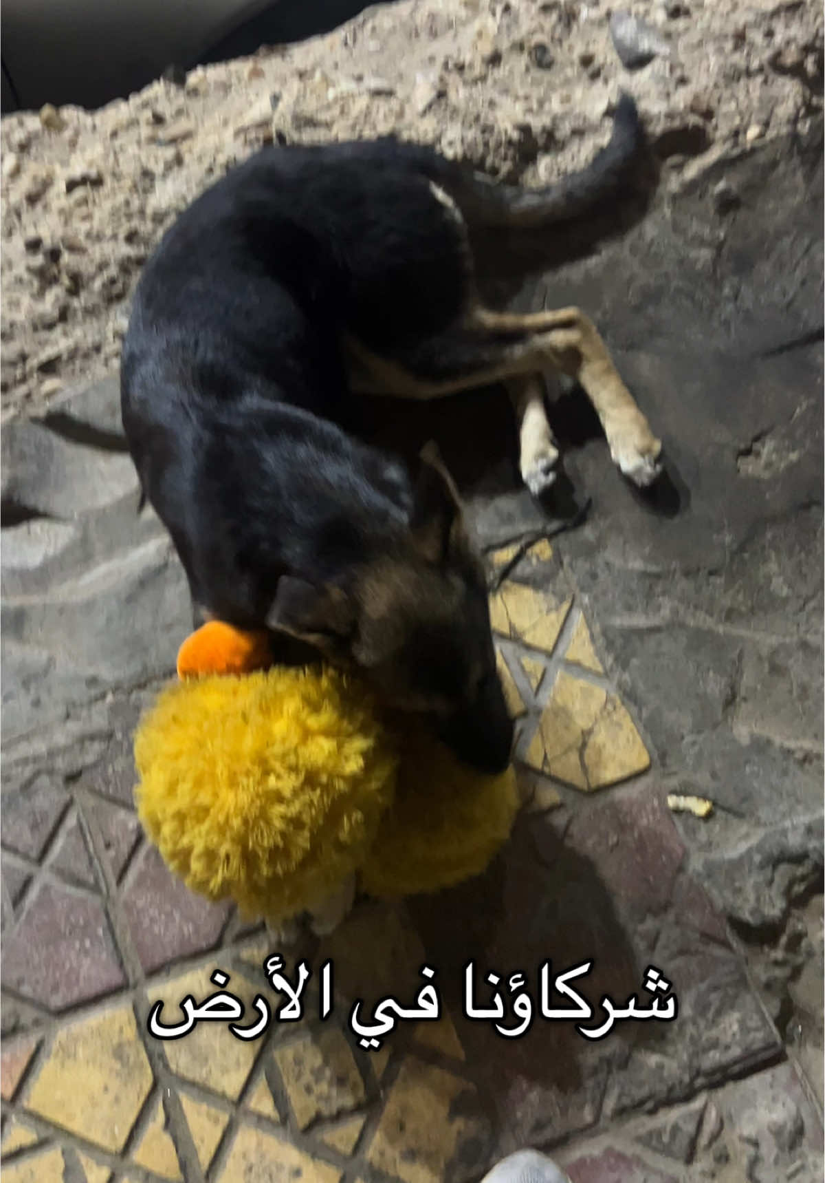 @Hala Ashraf