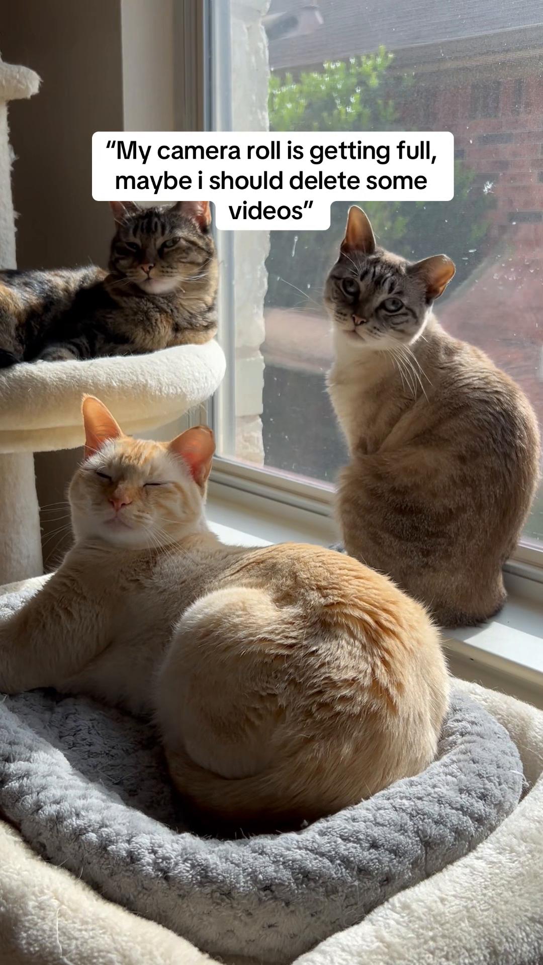 @mangosnickerskiwi