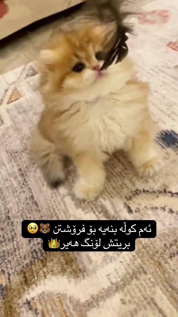@3pshilaka