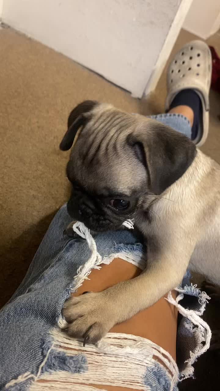 @Puggo ❤️