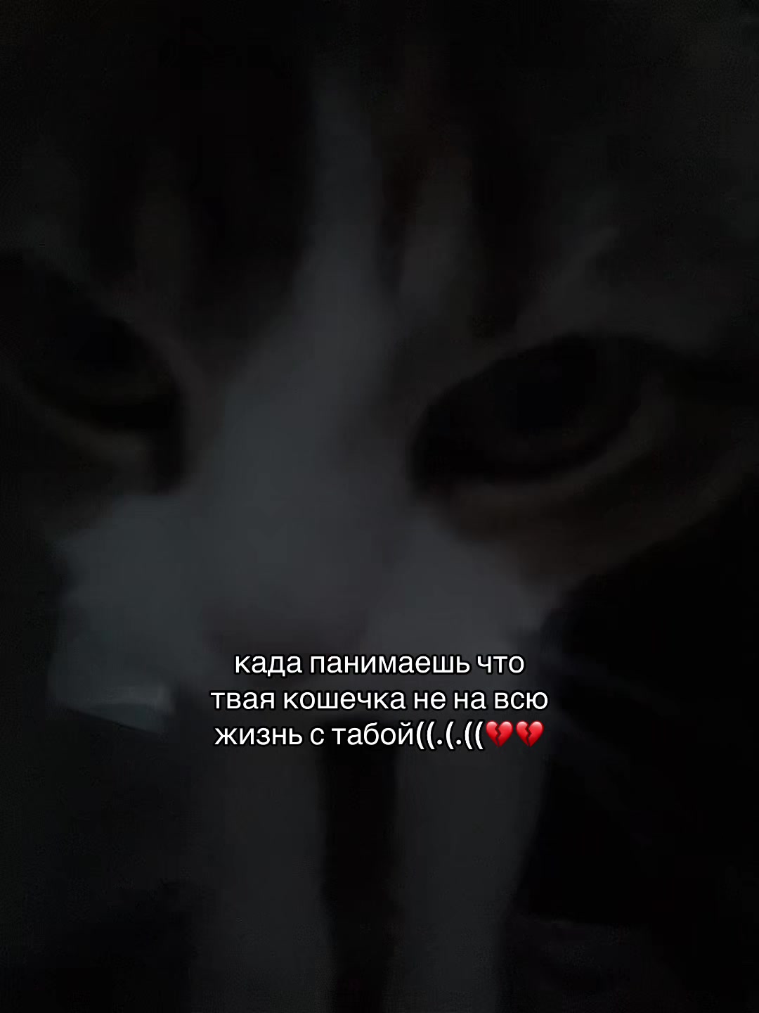 @pipikaka6666