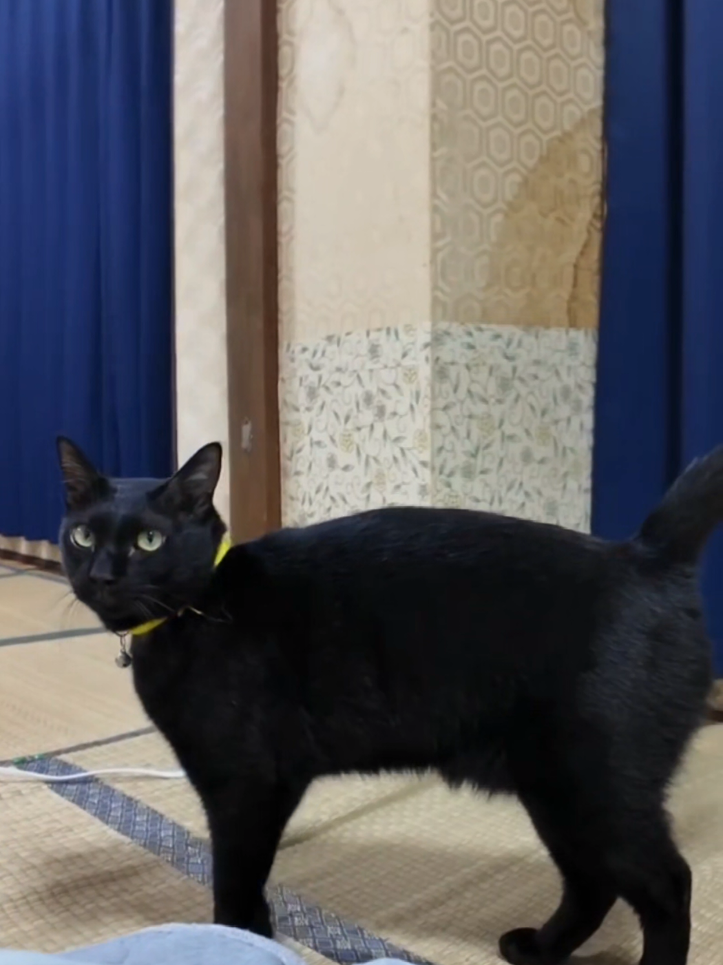 @感動猫動画