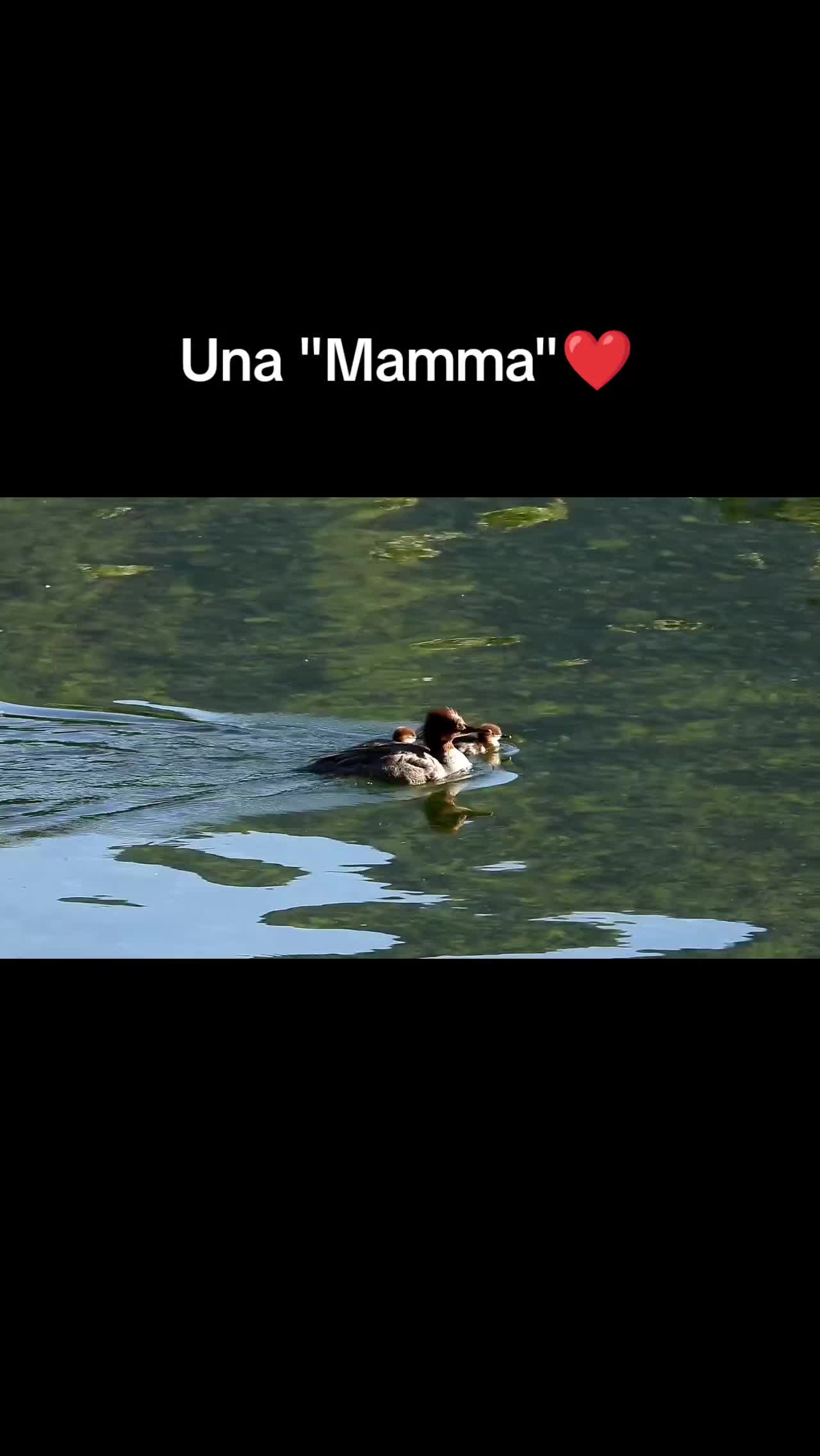 @cuore.animale