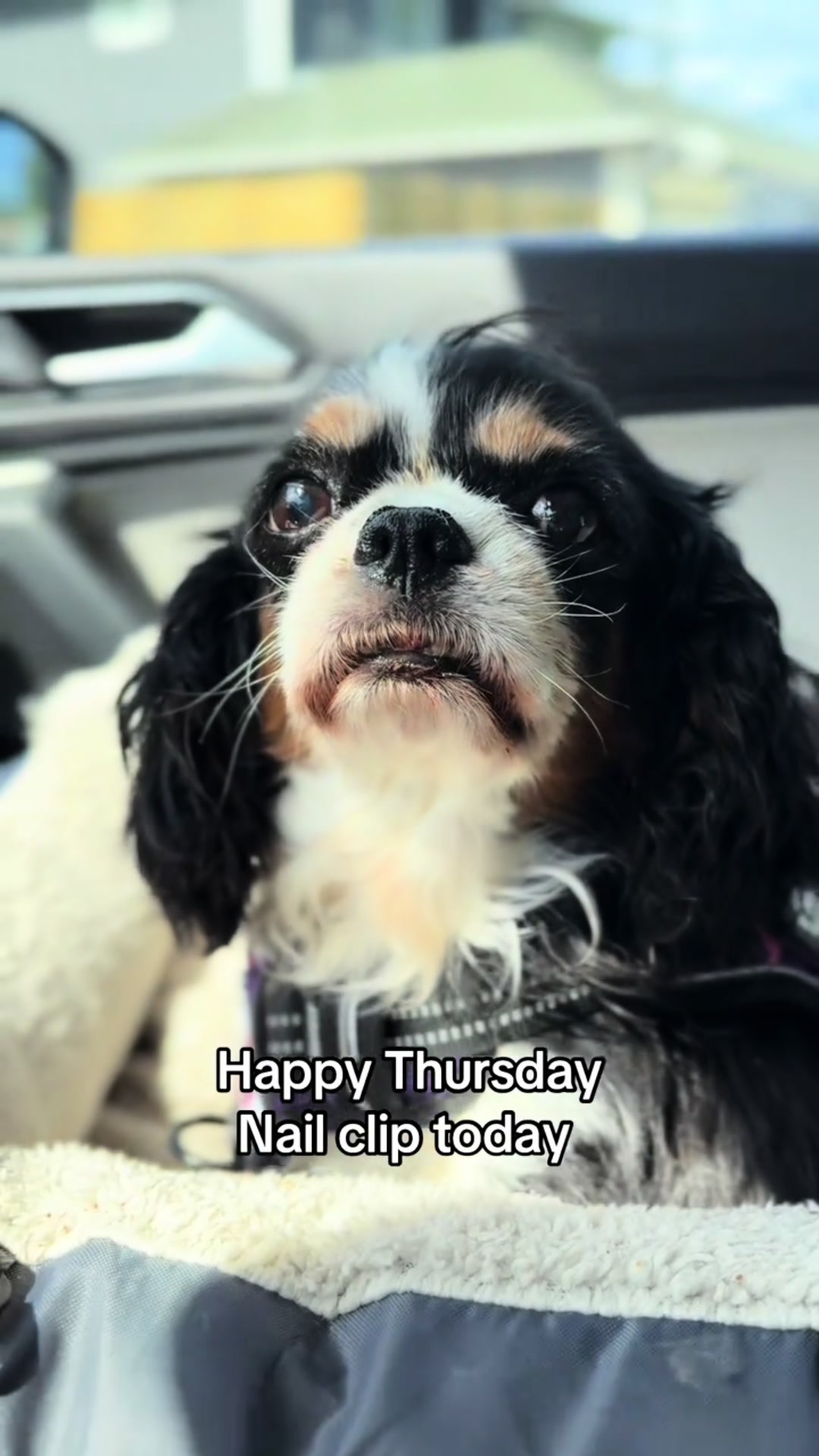 @Delena&Lola💜🐾🐾