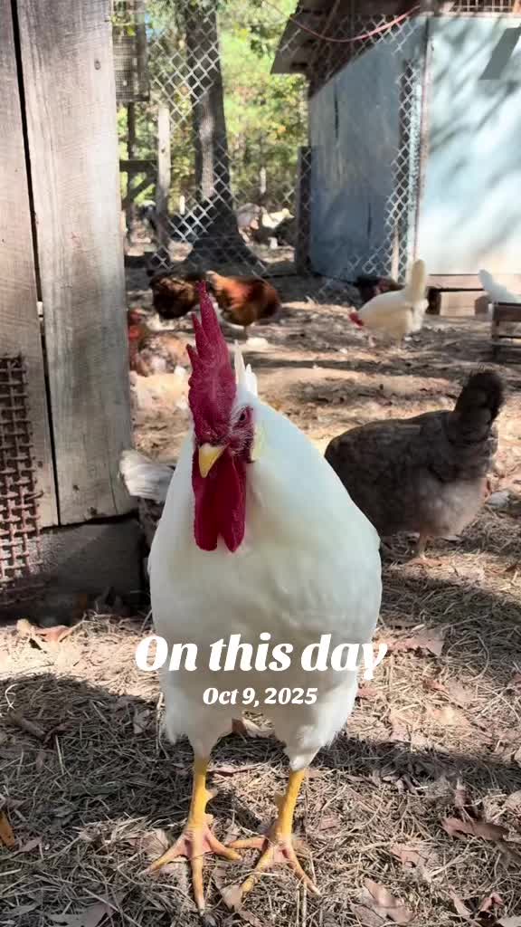 @Gray Acres Homestead