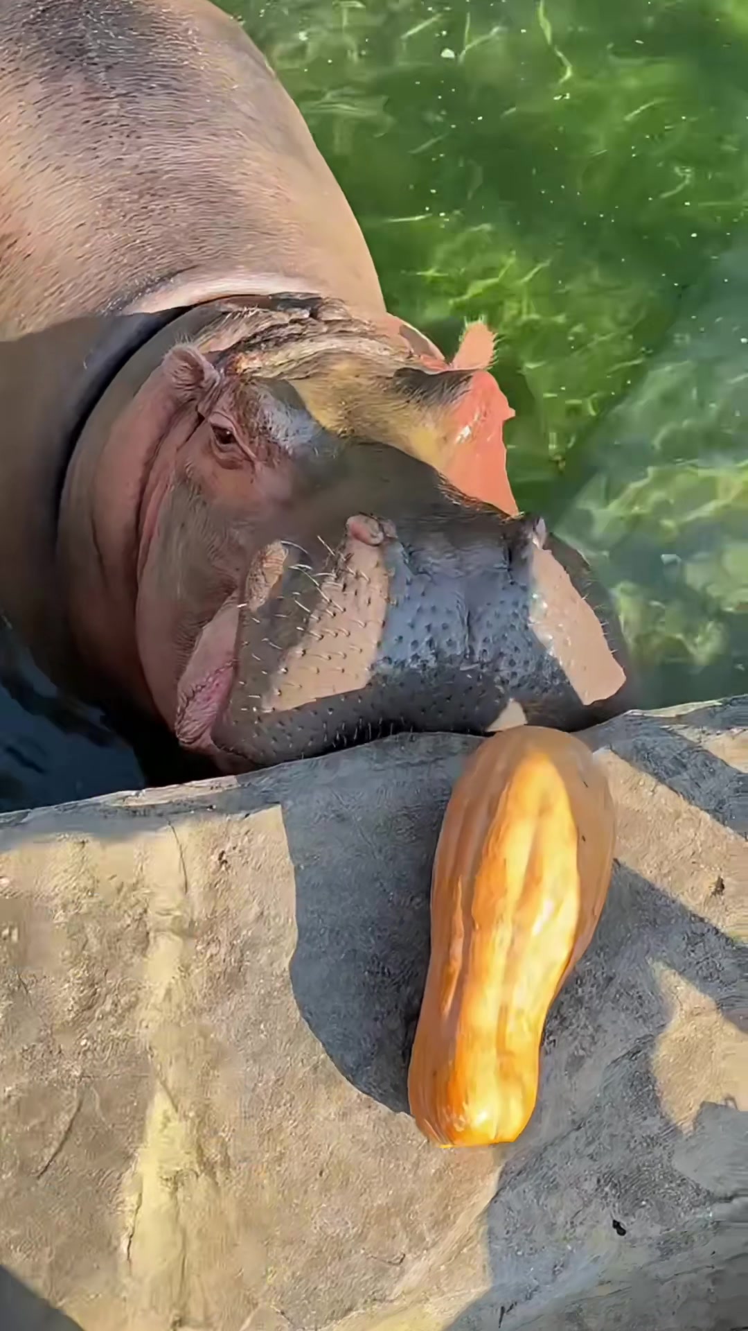 @Hippo