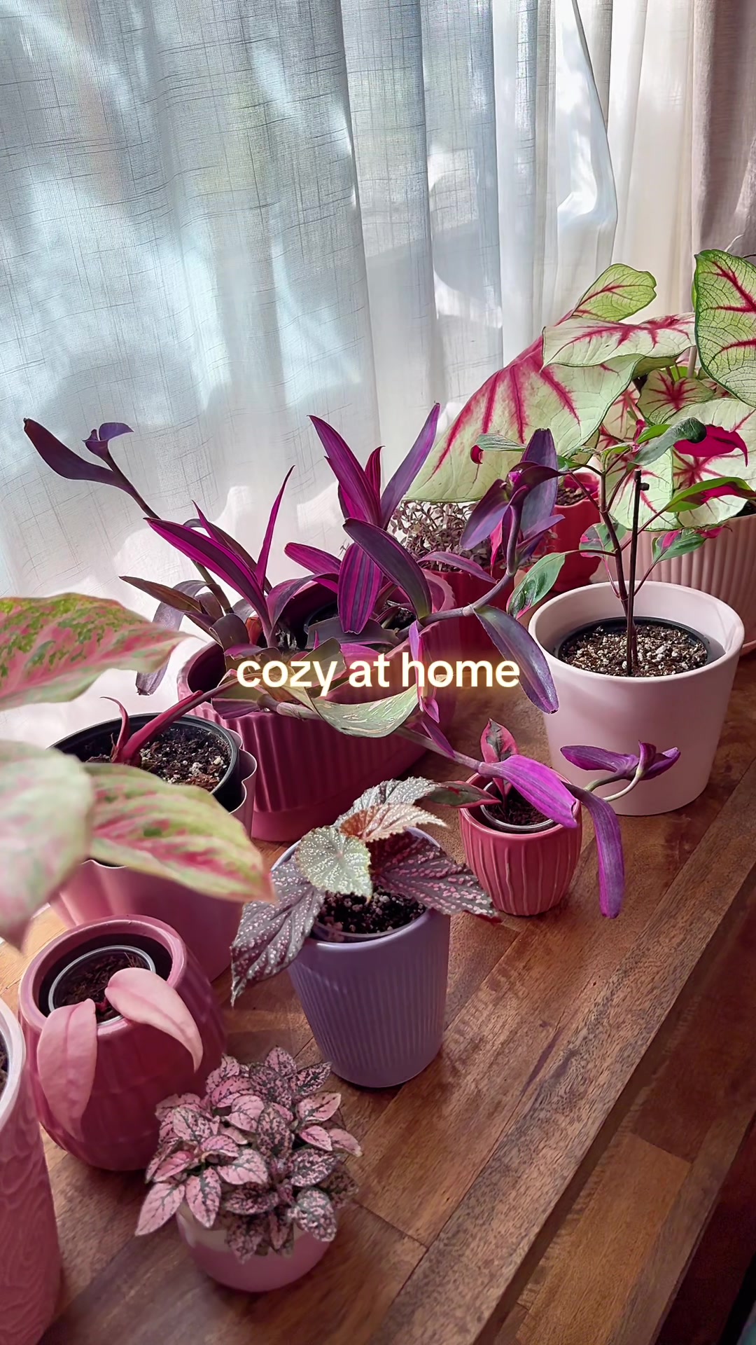 @Simonne’s Cozy at Home 🌺 🪴