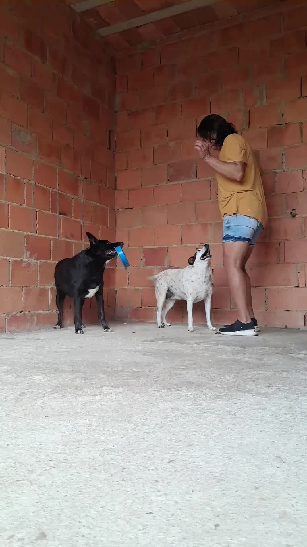 @Ismael e sua AuAuCreche 🐶💖