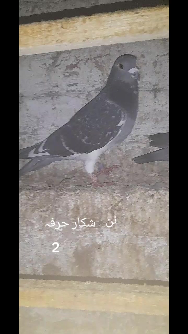 @chamanjanshoukmallroade
