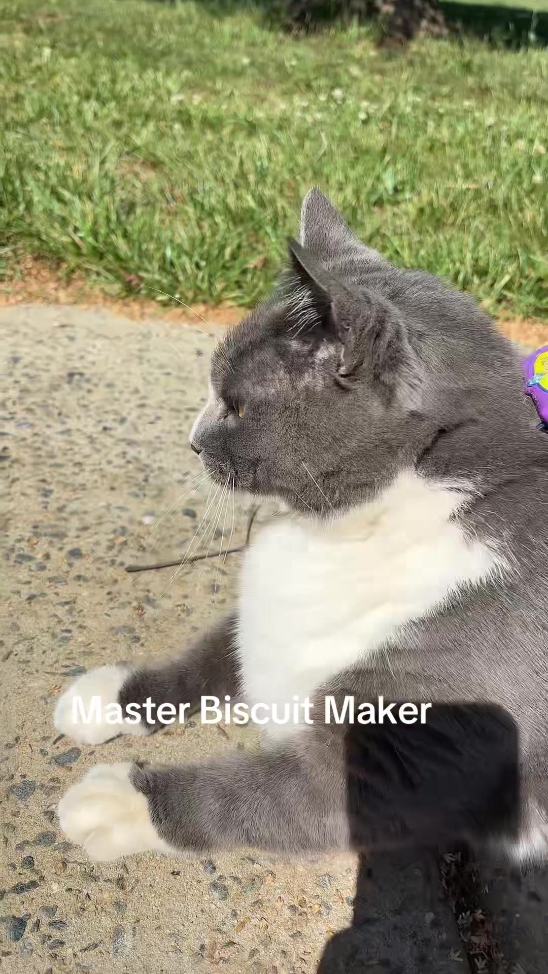 @bellkittiesmom