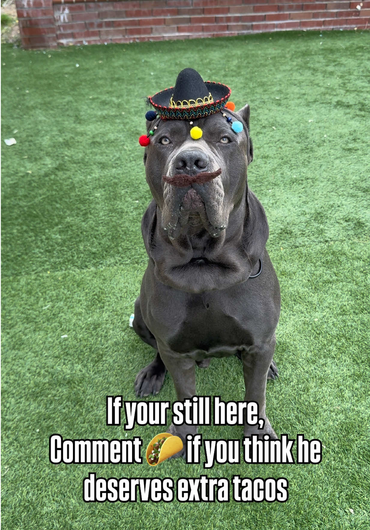 @Alistair the Cane Corso