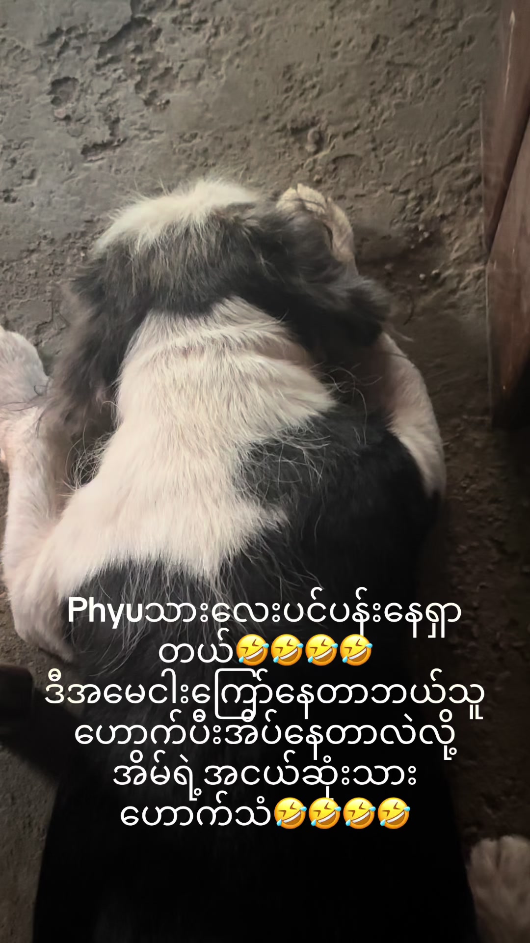 @Phyu Lay Hotdogs (Pyay)