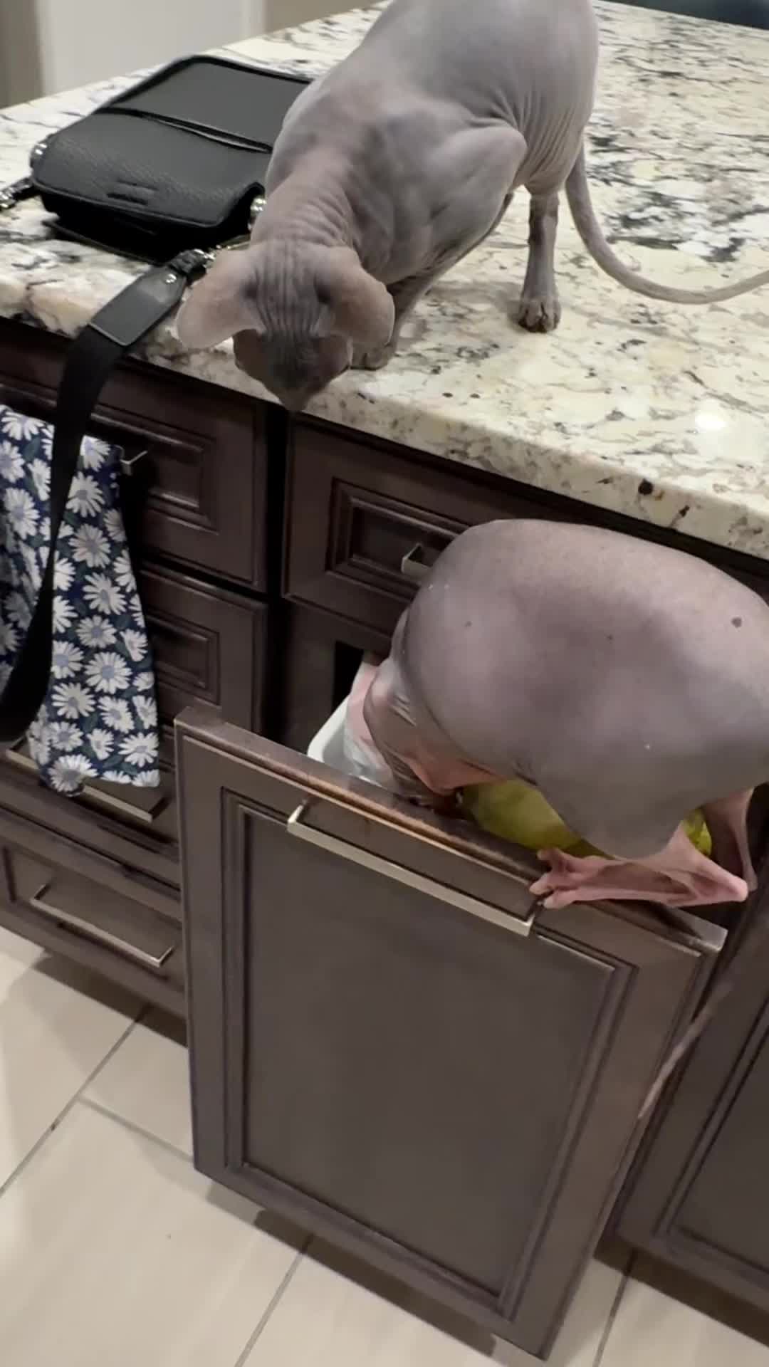 @BomboCats