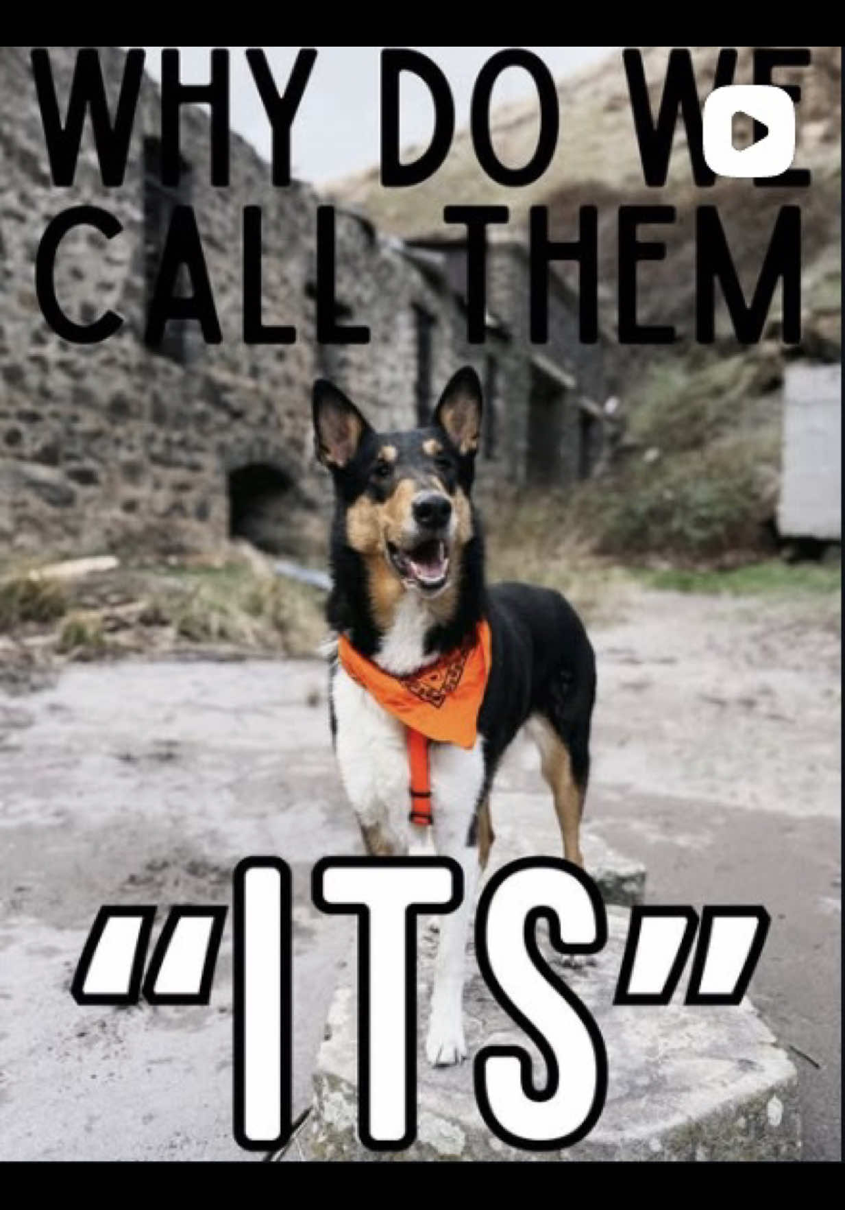 @lauren | dog behavior pro
