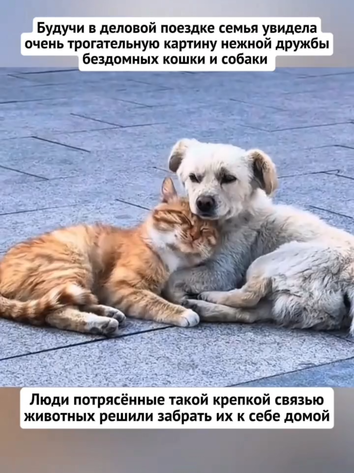 @RescueAnimals Nir