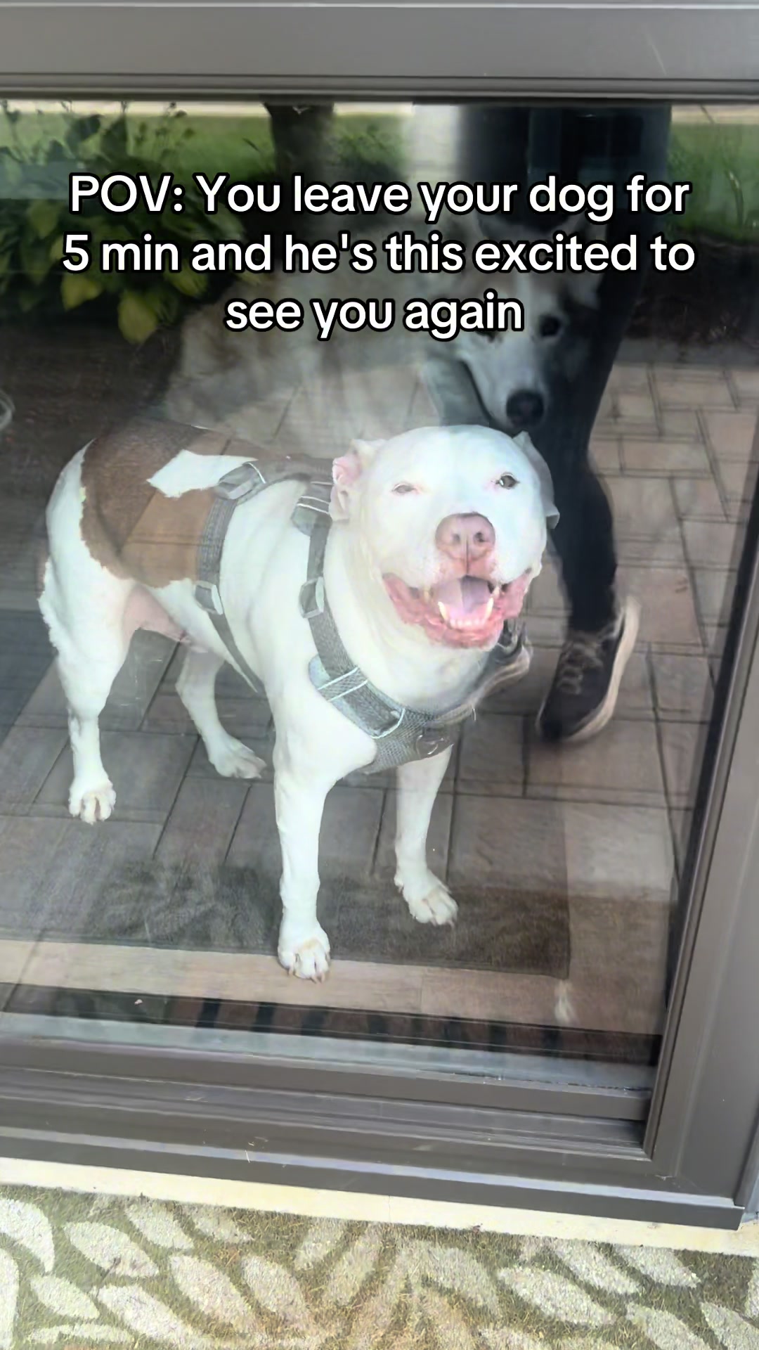 @DIOJI.the.DOG