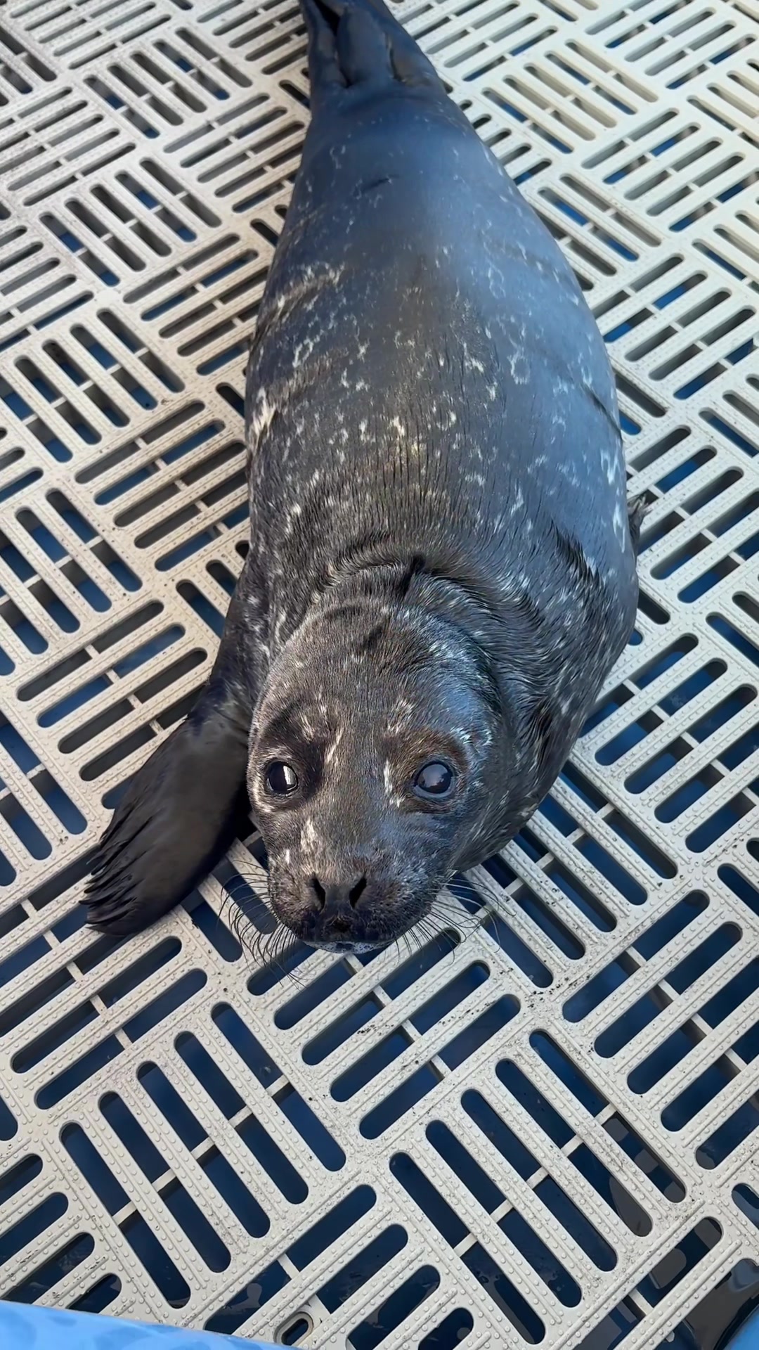 @Marine Mammal Rescue Society