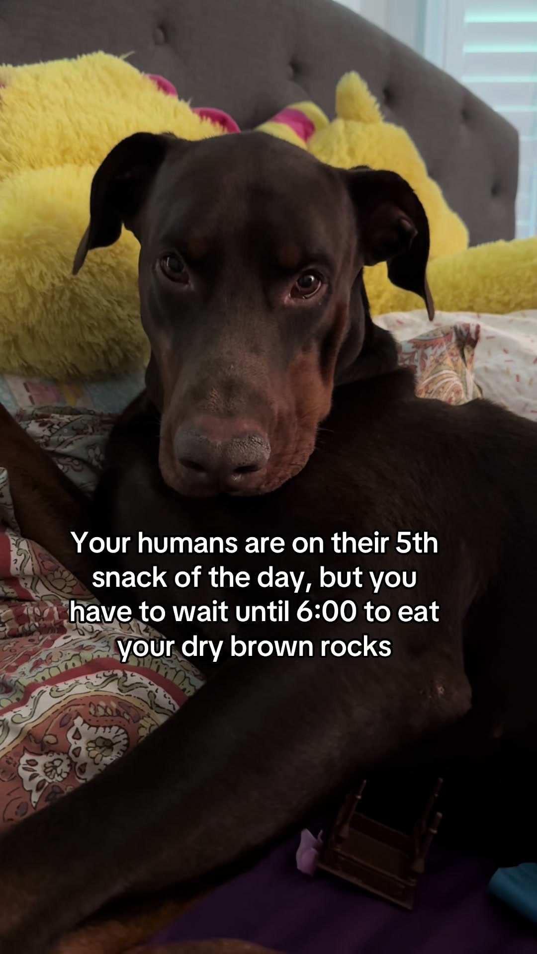 @Bosch the Dobie