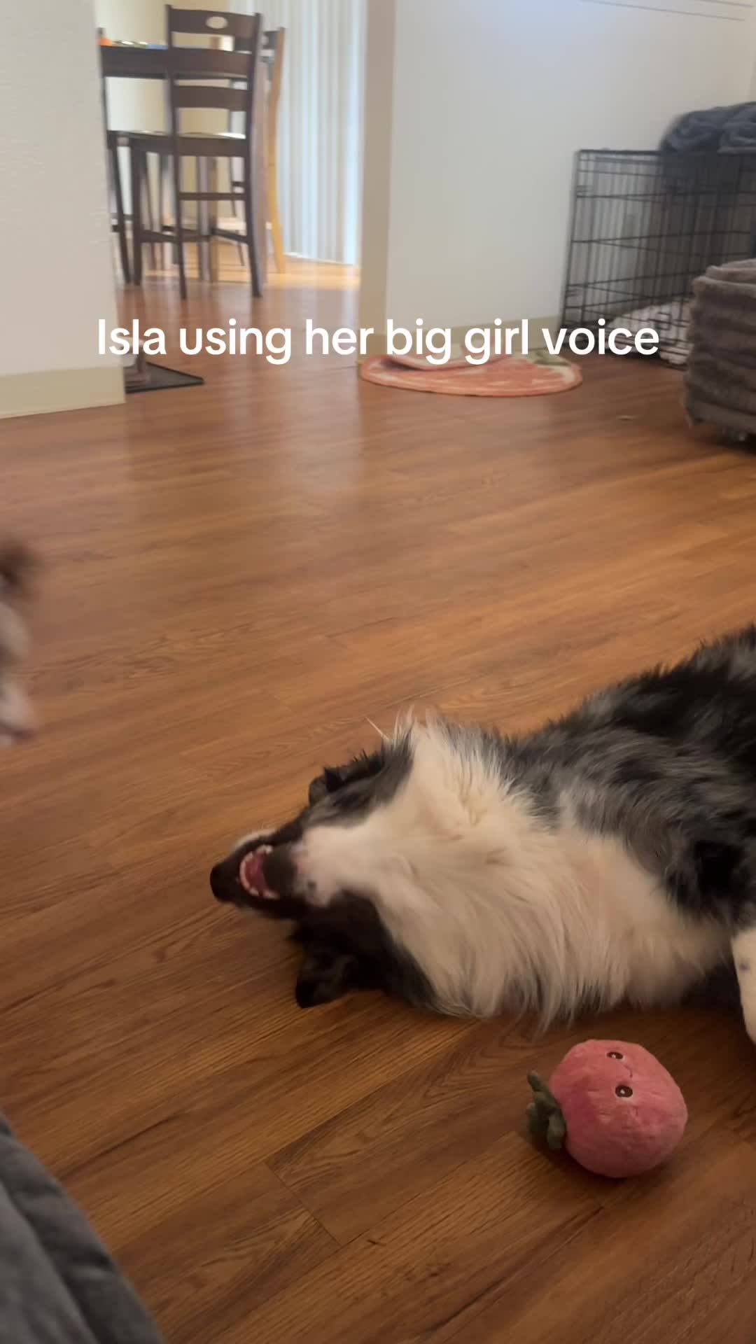 @Isla the Aussie