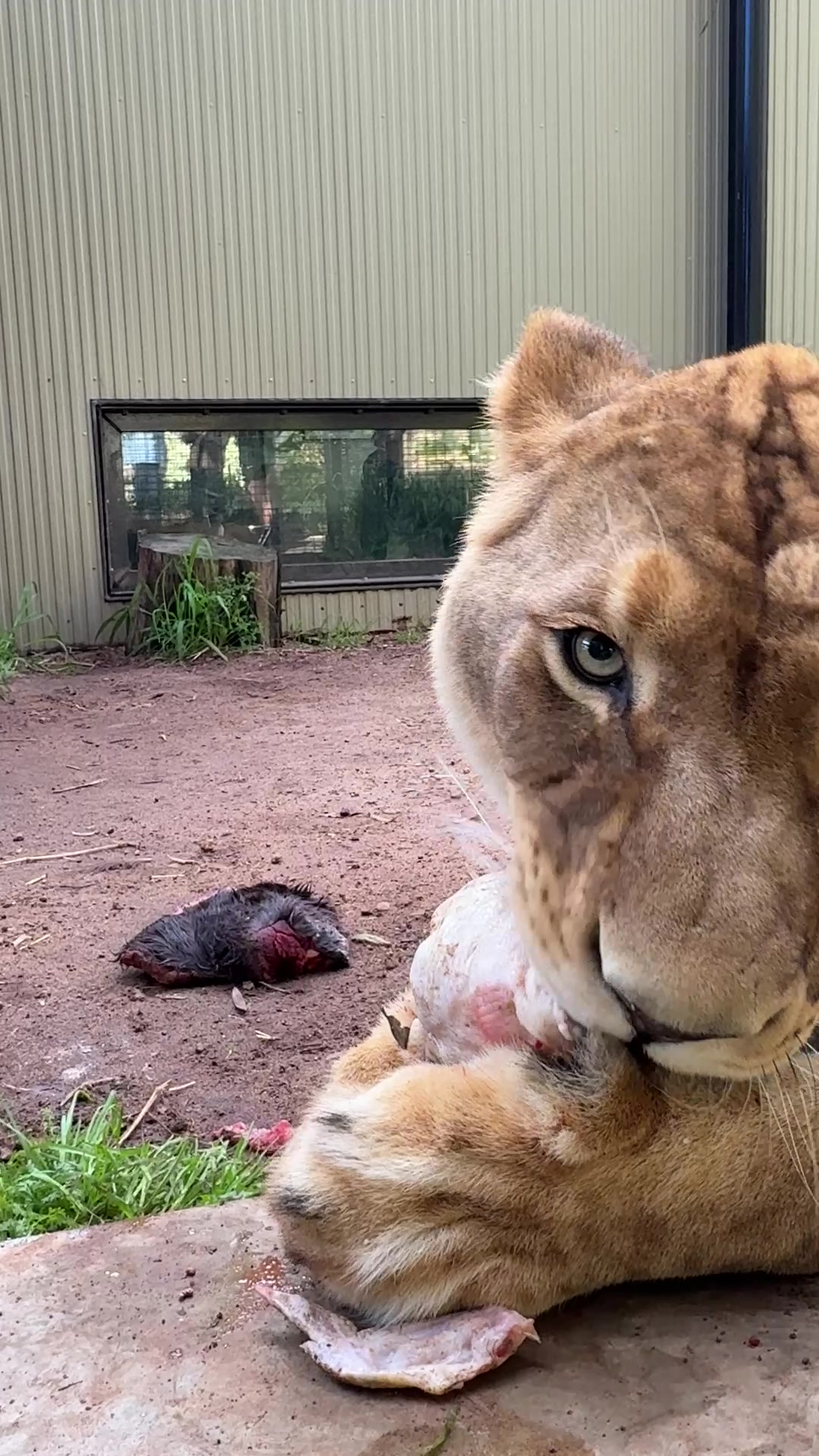 @Perth Zoo