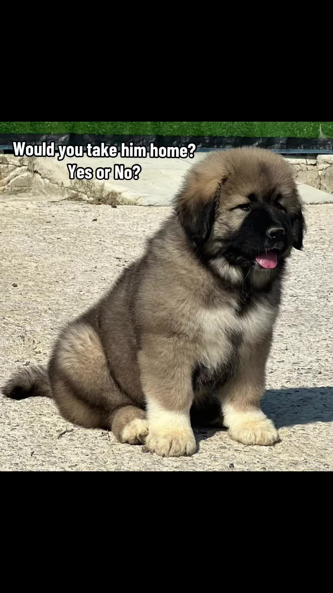 @Ultimate Puppies