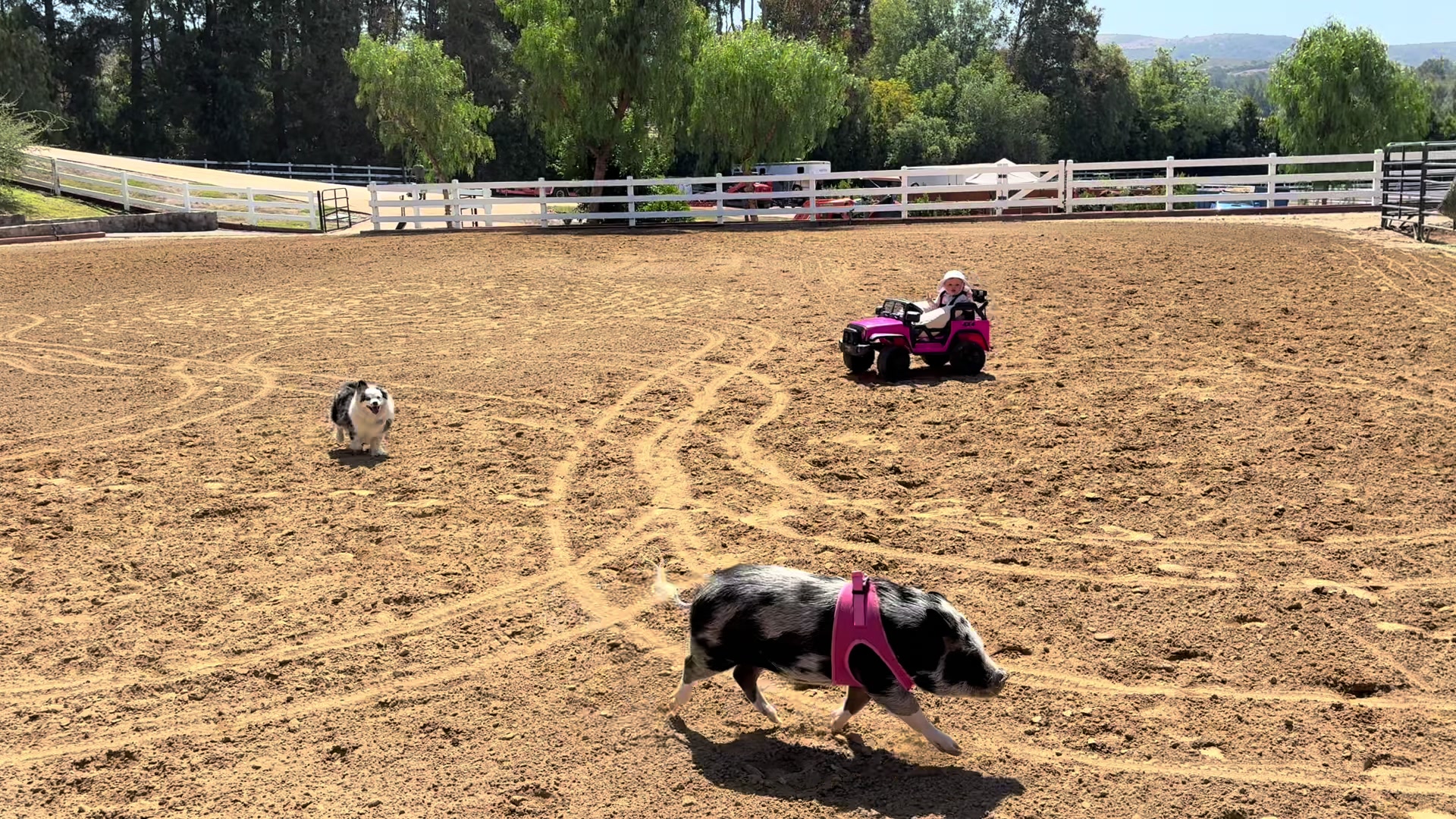 @LuLu The Pixie Pig