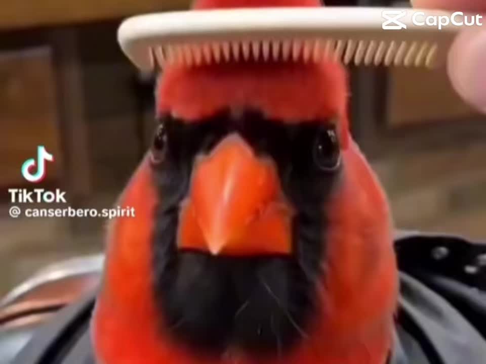 @kiwinator