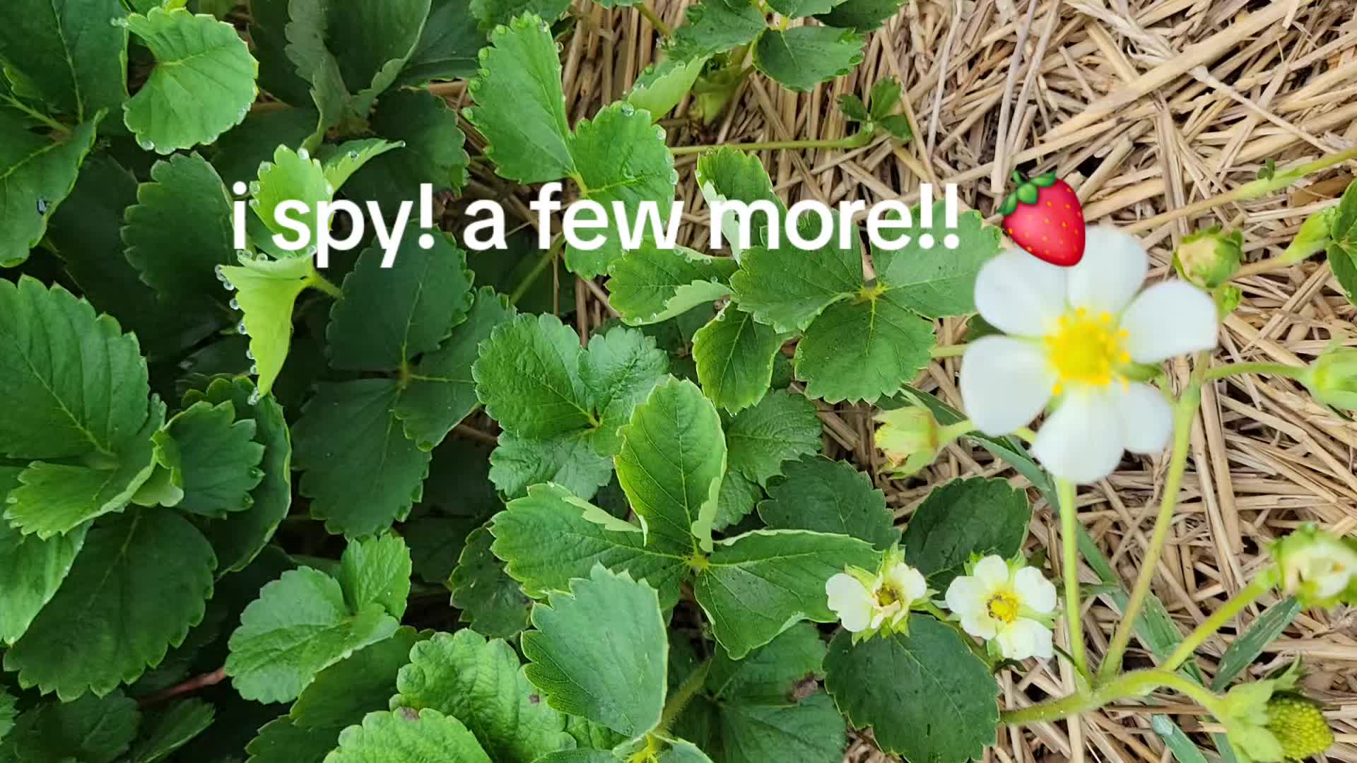 @TheNakedPlantLadyLLC