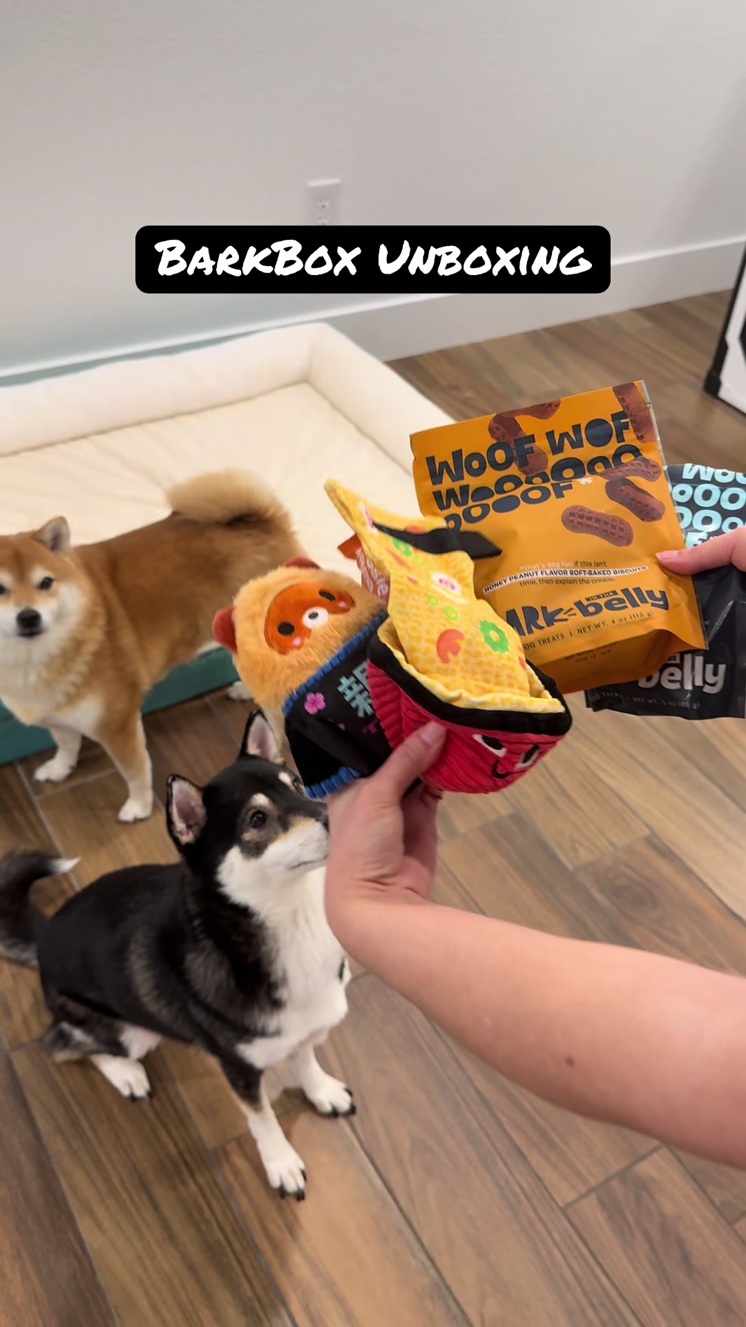 @Flock of Shibas 🐕🐕🐕