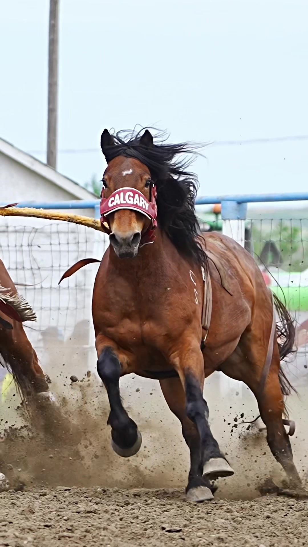 @Hanginghorses
